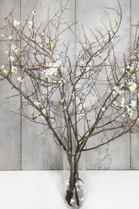 LAYER White Quince Flowering Branches in Clear Glass Vase