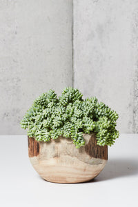 LAYER VESTRY Burro's Tail Indoor Plant, wooden planter