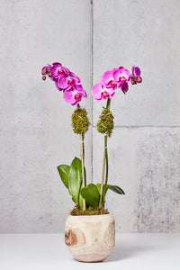 LAYER NY DELANCEY FUCHSIA ORCHIDS WITH MOSS AND TEAK BOWL