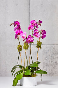 LAYER Fuchsia phalaenopsis blume, moth orchids