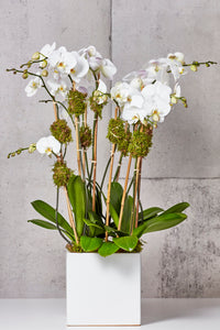 LAYER white phalaenopsis orchids, white planter