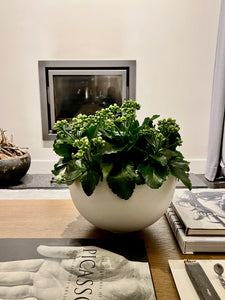 LAYER MADISON White Flowering Kalanchoe, on coffee table
