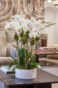 LAYER Spring 10 White Moth Orchids, marble planter