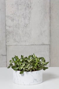 LAYER BROOME Jade Money Plant, white marble planter