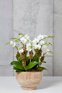 LAYER White phalaenopsis orchids, large teak wood planter