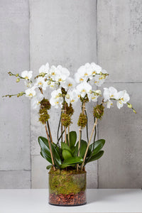 LAYER Lafayette 8 White Moth Orchids, Clear Glass planter