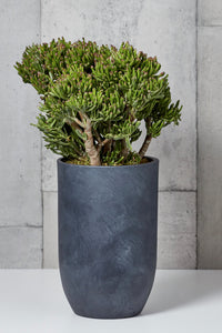 LAYER Jay Money Plant, charcoal gray planter