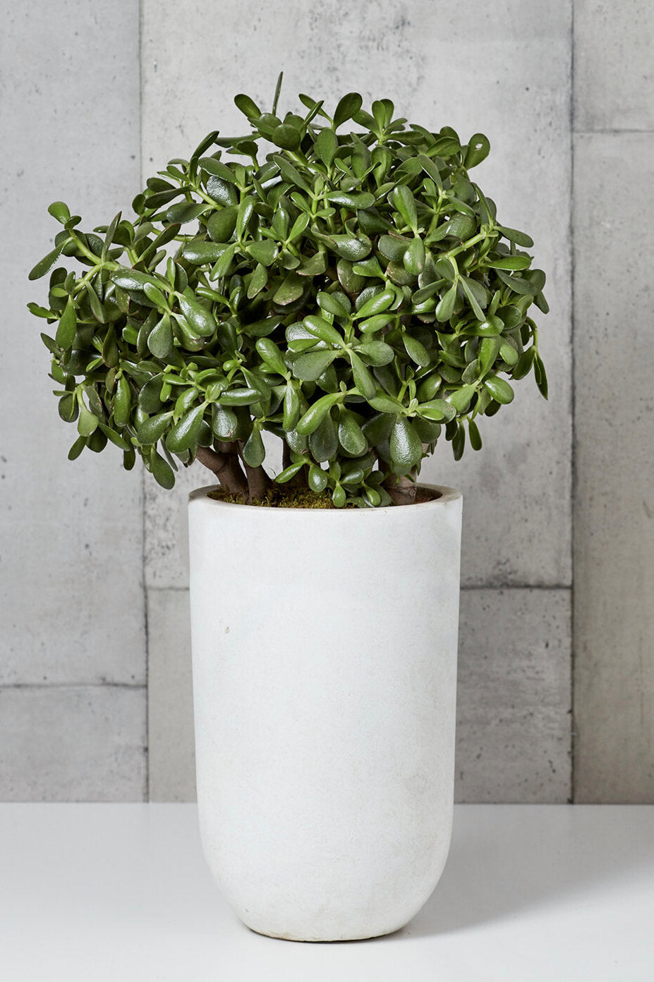 jade plant money magnet LAYER - THOMAS Jade Money Succulent Plant