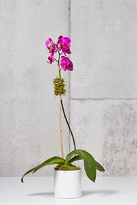 LAYER fuchsia moth orchid in white planter