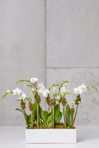 LAYER white mini moth orchids, white planter
