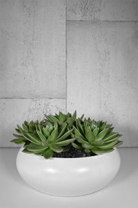 succulents ireland shop LAYER - GREAT JONES Irish Rose Succulent