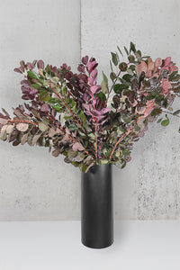 SMOKEBUSH
