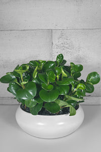 is baby rubber plant a succulent LAYER - WEST Curved Baby Rubberplant Succulent Indoor Plant