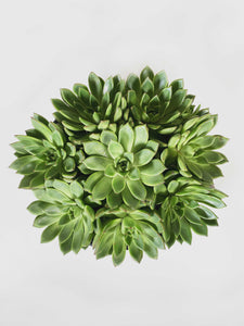 irish rose succulent LAYER - GREAT JONES Irish Rose Succulent