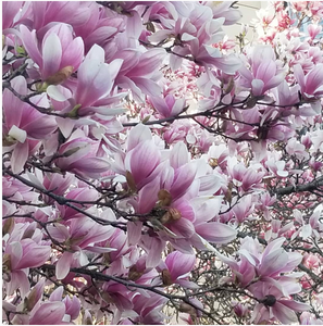 PINK TULIPS