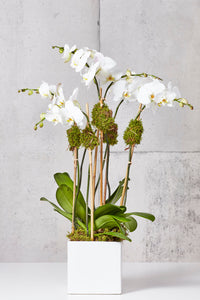 LAYER Hudson 6 White Phalaenopsis Orchids, White Planter