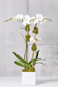 LAYER white orchids, white planter