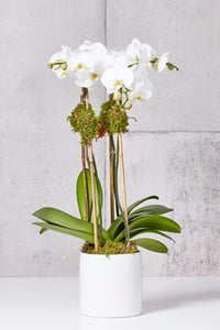 LAYER White Moth Orchids, white planter