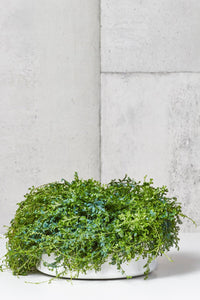 LAYER Waverly Green Fern Indoor Plant, white planter