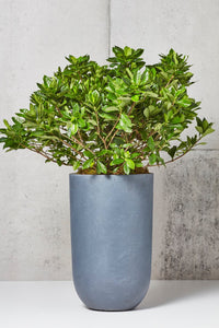 LAYER Gardenia Plants, matte charcoal gray planter