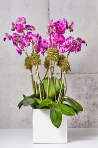 LAYER Grand 6 fuchsia orchids white planter