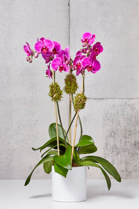 LAYER Fuchsia Orchids, white planter