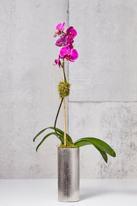 LAYER LAIGHT 1 Fuchsia Moth Orchids in nickel metallic cylinder planter