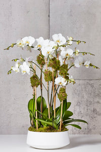 White orchids, white planter