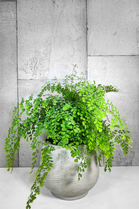 LAYER NY Bank Maidenhair Fern, stone planter