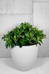 LAYER Bethune Large Indoor Plant, white planter