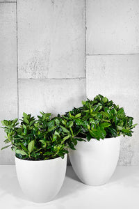 LAYER - BETHUNE LG, 2 indoor plants, white planter