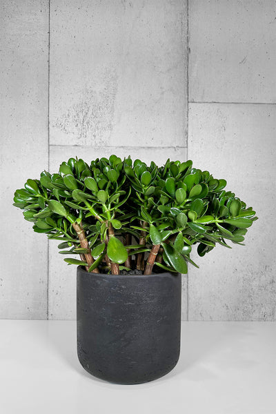 amazon pineapple plant Pineapple Plant – Hey Rooted