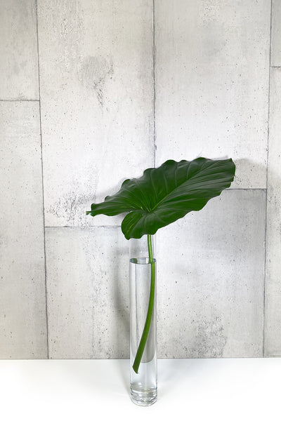 LAYER - ELEPHANT EAR Stem Indoor Plant