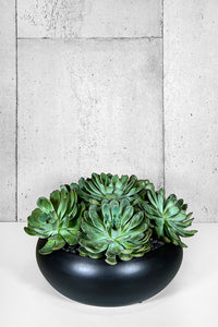 succulents ireland shop GREAT JONES