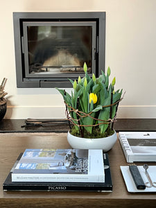YELLOW TULIPS STARTING TO BLOSSOM, ON COFFEE TABLE