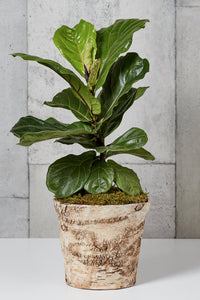 LAYER Fiddle Leaf Fig Indoor plant, teak wood planter