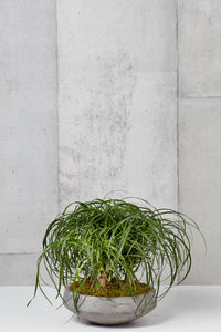 Layer NY Clarkson Tropical Ponytail Palm in grey cement pot