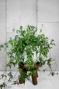 LAYER STANTON JASMINE PLANT, WHITE PLANTER ON STOOL