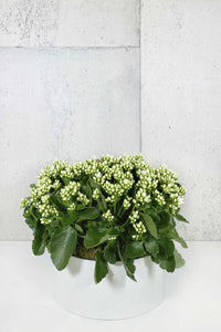 LAYER - Bedford Large white planter, succulent plant