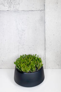 LAYER Howard Jade Succulent Indoor Plant, black planter