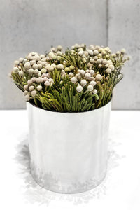 LAYER silver protea plant, aluminum planter