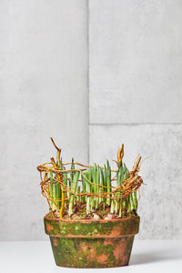 LAYER Tao Amaryllis Flowering Plant with Moss