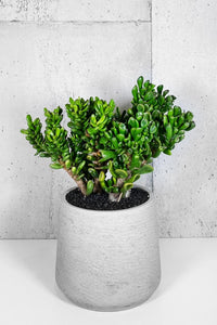 LAYER Jay Bonsai indoor plant, white planter