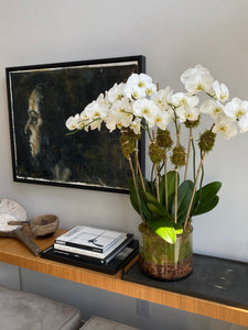 LAYER White Moth Orchids on entry table