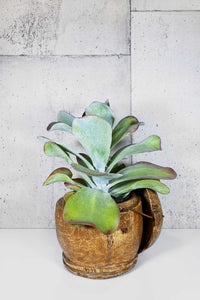 LAYER Succulent Customization, wooden planter